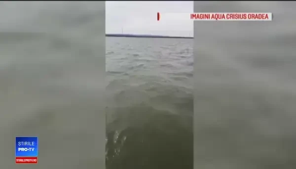 50 de brazi au fost plantați pe fundul unui lac pentru a salva o specie pe cale de dispariție