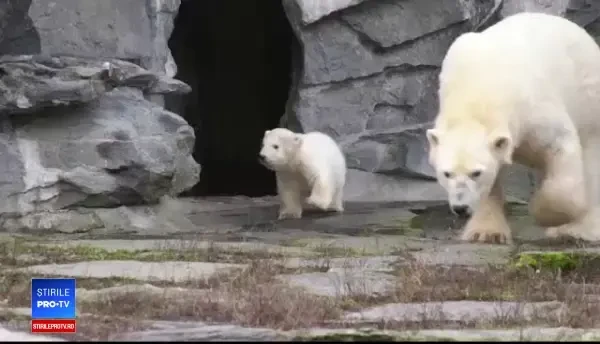 Ursuleţul polar născut la Zoo Berlin, prima apariție în public. VIDEO
