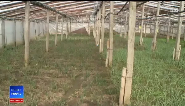 Legume proaspete, disponibile la un click. Românii încep să folosească aprozarul online