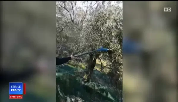 Cum deosebim măslinele vopsite negre de cele naturale. Sfatul specialiștilor