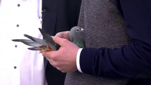 Porumbel vândut pentru 1,25 milioane de euro. Cum s-a ajuns la fabuloasa sumă