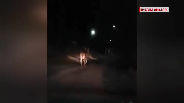 Un cerb a fost filmat dintr-o mașină, în Maramureș. De ce ar fi coborât din munți