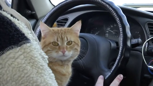 Taximetristul care conduce cu motanul în braţe. Reacţia clienţilor când îl văd