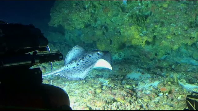 Descoperire importantă făcută în Oceanul Indian, la 100 de metri adâncime