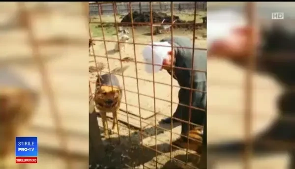 Încă un scandal cu câinele bătut într-un tramvai din București. Acuzații la adresa autorităților