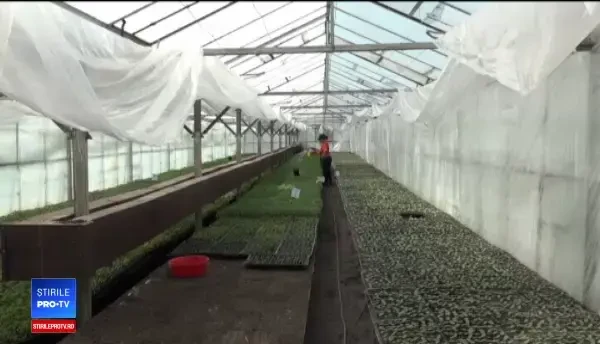 Roşiile româneşti cu gust ar putea reapărea în magazine. Unde sunt ţinute ultimele seminţe