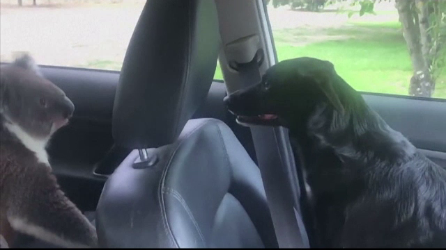 Un koala a urcat într-o mașină atras de aerul condiționat. Reacția câinelui din vehicul