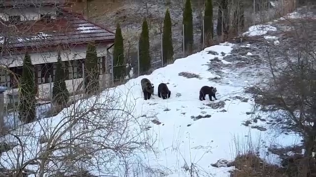 Vizitele urşilor, rutină în judeţul Braşov. Copiii îi văd atât de des că le-au dat nume
