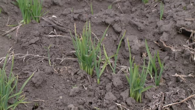 Planta românească sortită să dispară din pieţe în ciuda beneficiilor multiple asupra sănătăţii