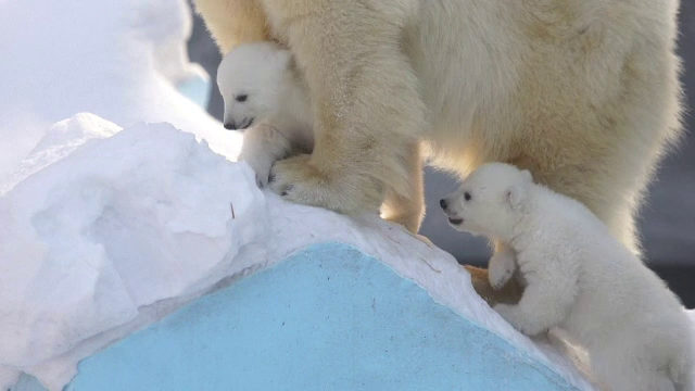 Doi pui de urs polar topesc inimile vizitatorilor de la grădina zoologică din Siberia