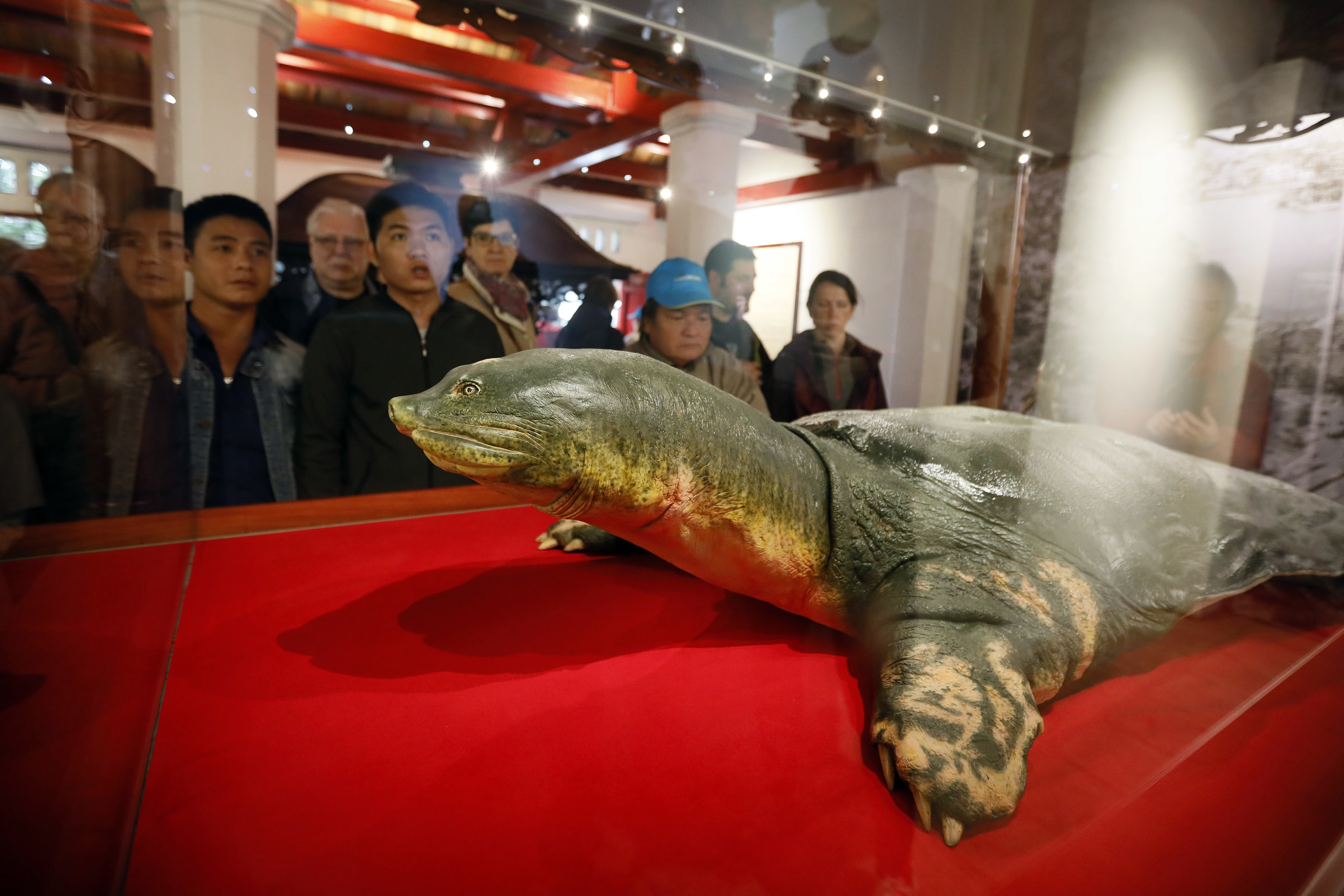 testoasa gigant Vietnam