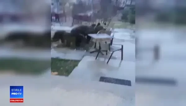 Urșii au revenit în zonele populate, în căutare de hrană. Imagini surprinse la Bușteni