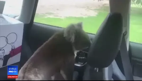Un koala a urcat într-o mașină atras de aerul condiționat. Reacția câinelui din vehicul
