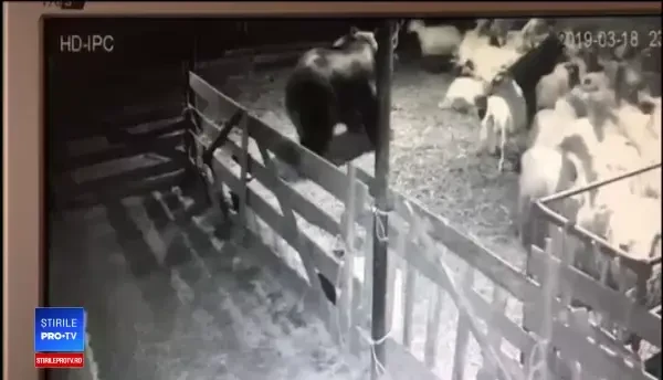 Vizitele urşilor, rutină în judeţul Braşov. Copiii îi văd atât de des că le-au dat nume