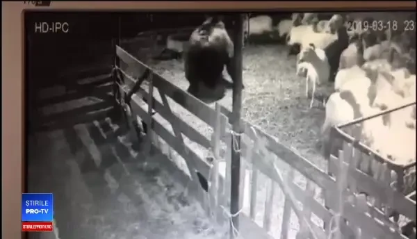 Vizitele urşilor, rutină în judeţul Braşov. Copiii îi văd atât de des că le-au dat nume