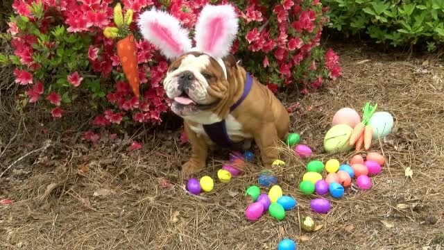 Un buldog a obținut rolul de iepuraș de Paște în reclama unei mari companii