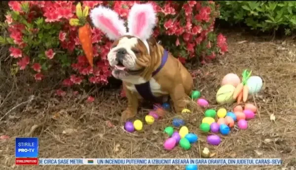 Un buldog a obținut rolul de iepuraș de Paște în reclama unei mari companii