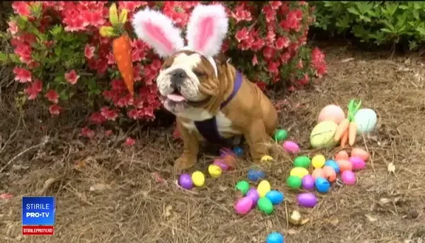 Un buldog a obținut rolul de iepuraș de Paște în reclama unei mari companii