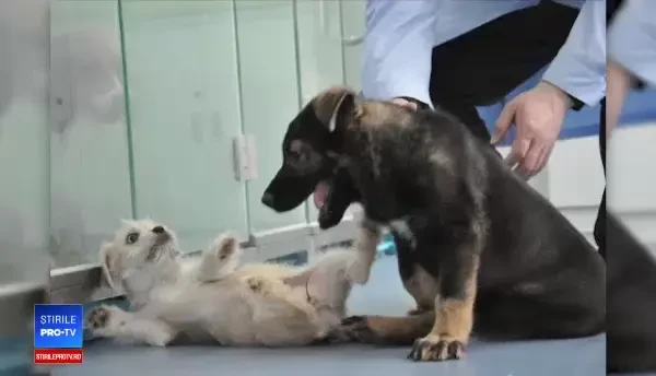 Cățelul clonat care va face parte din poliția chineză. Are gene „excelente”