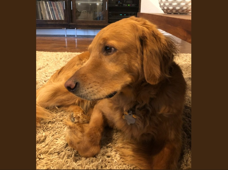 Cum a reușit un câine să salveze o familie întreagă. „Nu mi-a venit să cred”