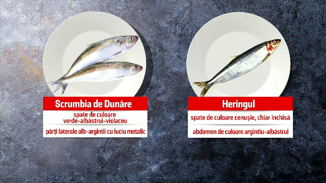 Înşelăciuni de sezon. Hering pe post de scrumbie la preţuri de trei ori mai mari