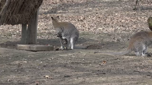 Doi pui de cangur, atractia grădinii zoo din Platoul Corneşti. De ce nu ies din marsupiul mamei