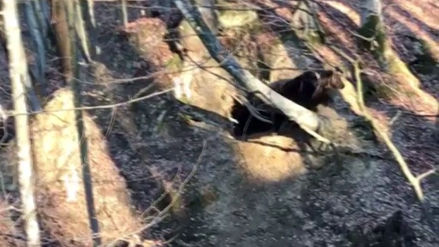 Gestul stupid pe care l-ar fi făcut bărbatul de 35 de ani, ucis de urs