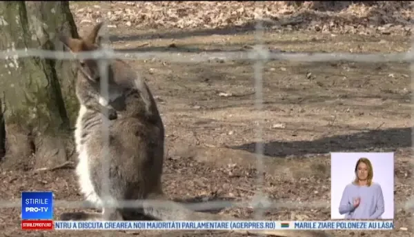 Doi pui de cangur, atractia grădinii zoo din Platoul Corneşti. De ce nu ies din marsupiul mamei