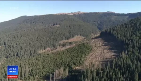 650.000 de hectare de pădure ar putea fi date Bisericii. Silvicultorii, revoltați