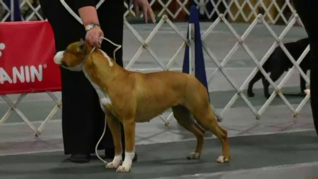 Unul dintre cei mai scumpi câini din lume a dispărut pe aeroportul din Atlanta