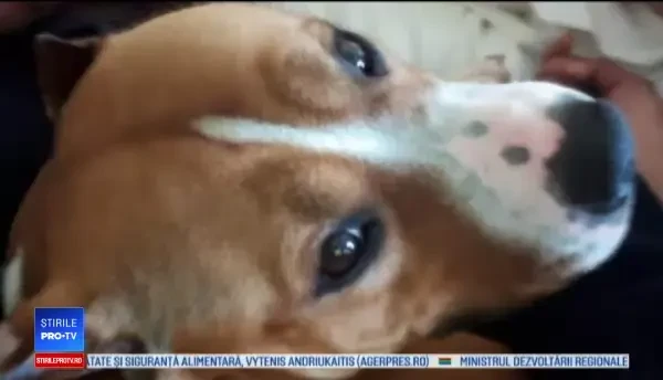 Unul dintre cei mai scumpi câini din lume a dispărut pe aeroportul din Atlanta