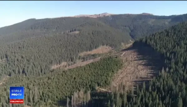 PSD vrea să ofere Bisericii 10% din fondul forestier al statului. Reacția silvicultorilor