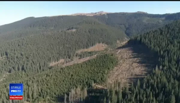 650.000 de hectare de pădure ar putea fi date Bisericii. Silvicultorii, revoltați