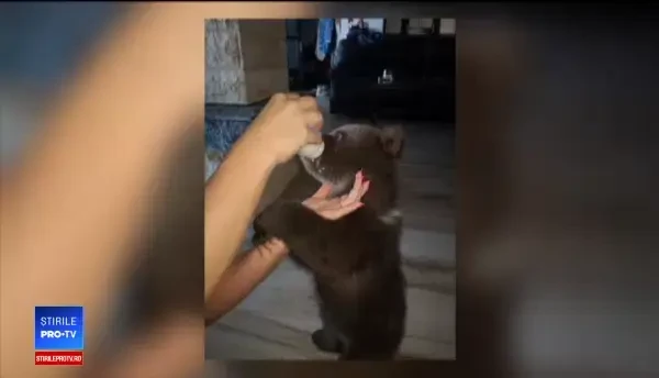 Răsturnare de situație. De ce ar fi intrat în barlogul ursoaicei bărbatul ucis în Harghita