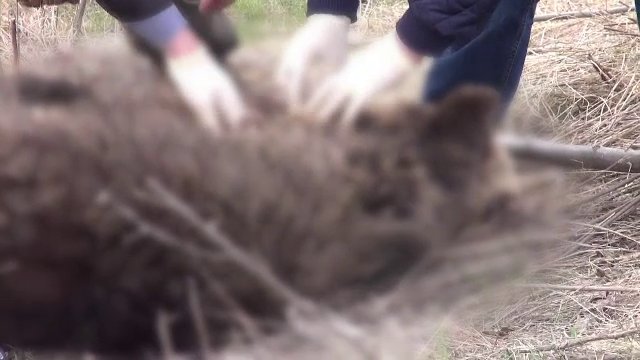 Un pui de urs care a traversat un drum naţional din judeţul Covasna, lovit mortal de o maşină