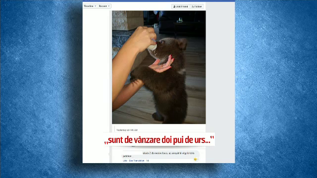 CAMERA ASCUNSĂ: Cum operează traficanţii de pui de urs şi de ce vor uciderea ursoaicelor