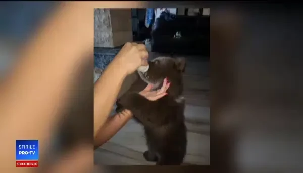 CAMERA ASCUNSĂ: Cum operează traficanţii de pui de urs şi de ce vor uciderea ursoaicelor