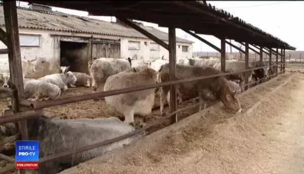 Vacile care sunt pe cale de dispariție în România. Se mai găsesc 200 de exemplare