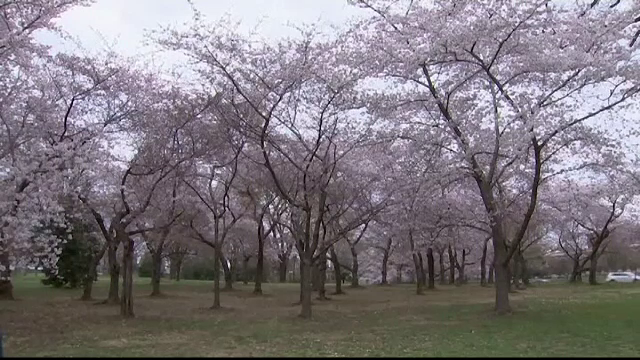 Splendoarea cireșilor înfloriți în Washington. Milioane de turiști vin să-i admire