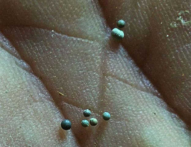 Descoperire uriasa despre dispariția dinozaurilor