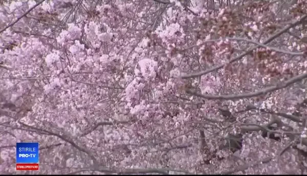 Splendoarea cireșilor înfloriți în Washington. Milioane de turiști vin să-i admire