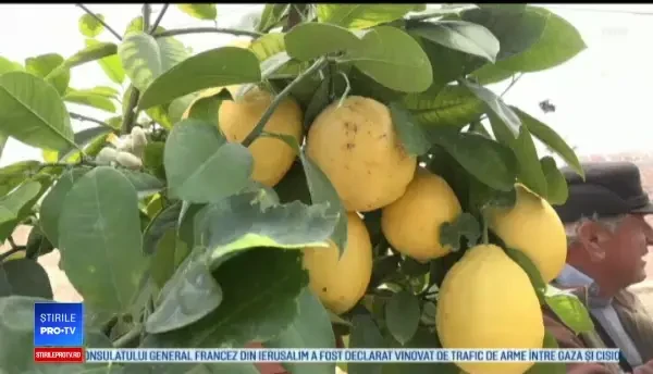 Afacerea pornită de un român după ce a primit cadou un lămâi acum 10 ani de la un ungur