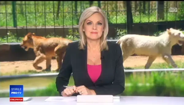 Doi lei dintr-o specie rară s-au născut din Crimeea. Sunt doar 300 de exemplare în lume