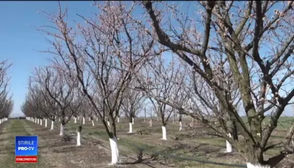 Frigul de la începutul săptămânii trecute a făcut prăpăd în livezile românești