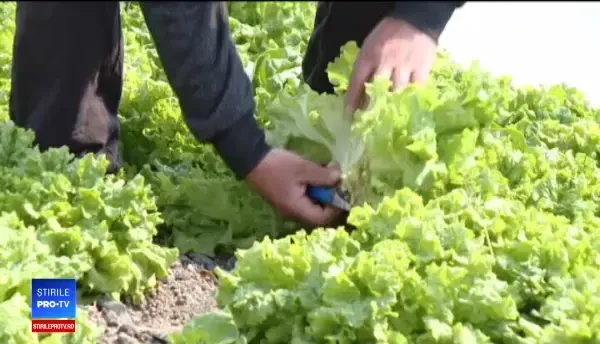 Agricultura României, lovită de schimbările climatice. Topul în care am ajuns pe penultimul loc