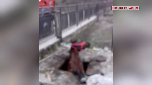 Cal căzut într-un canal cu dejecţii, în Argeş. Pompierii s-au chinuit să-l salveze