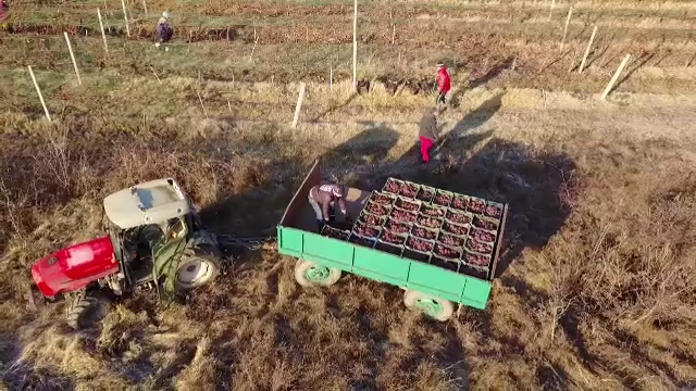 Vinul românesc cu o reţetă secretă care se vinde cu sute de lei