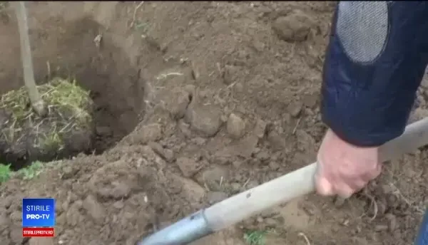 Motivul pentru care un șofer s-a apucat să planteze magnolii în oraș. Cât a plătit