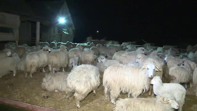 Un urs înfometat terorizează un sat din Bistrița Năsăud. Cum își apără localnicii animalele