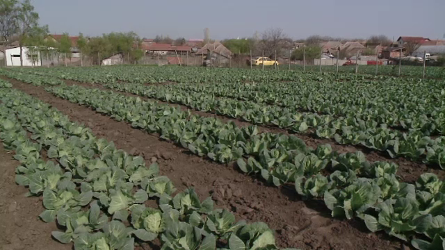 Planta care îi va salva pe fermierii români în bătălia cu clima. "Scapă şi la ploi acide"